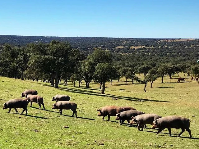 El Cerdo Ibérico