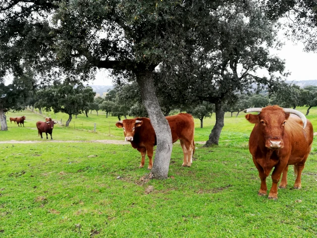 La Dehesa de Los Pedroches